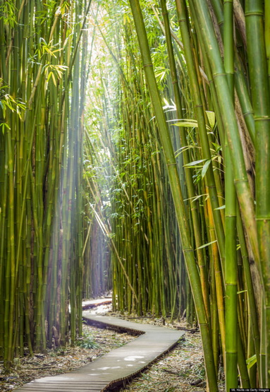 1 BambooForestMaui