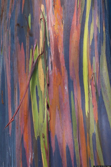 8 RainbowEucalyptusTree