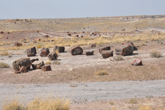 Route66 Arizona Petrified Forest