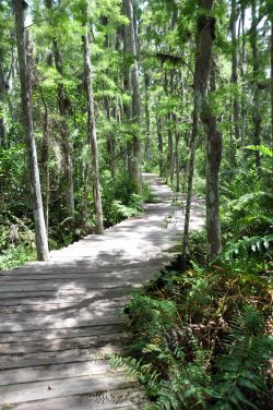 Florida Everglades