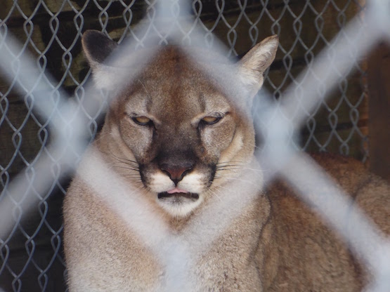 Puma at Sawgrass Recreation Park